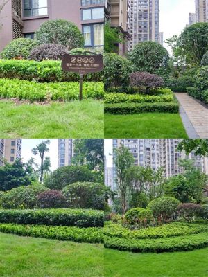 共享美好家园 邦泰·国际公馆绿化再次升级