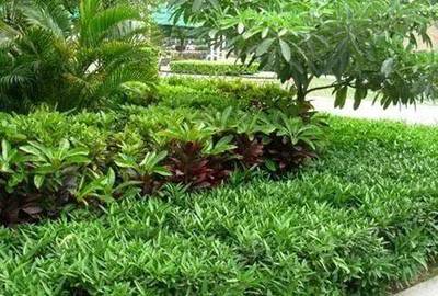 干货！园林绿化种植技术15问，解决你的施工与养护难题