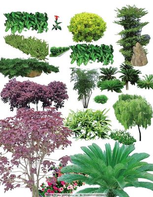 常用园林植物图片与绿化应用解析
