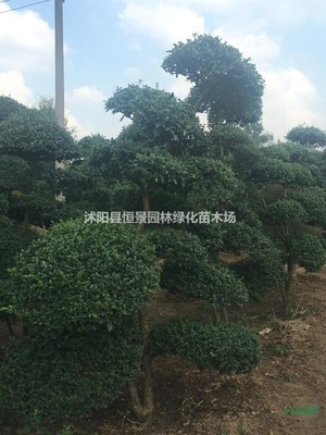 沭阳县恒景园林绿化苗木场 匠心筑绿，美化城乡新图景