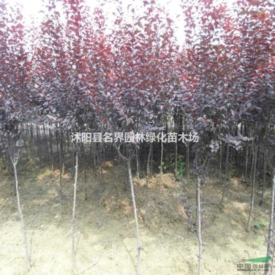 沭阳县名界园林绿化苗木场 匠心筑绿，守护城市生态之美