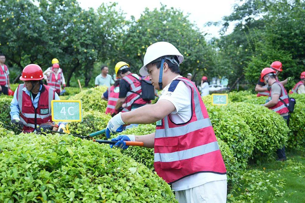 满屏绿,养眼绿!78名园林绿化工同台竞技