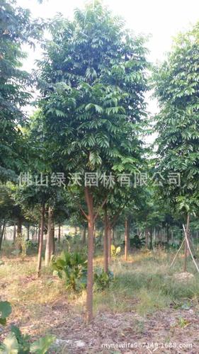 供应12公分优质产品园林绿化苗木人面子移栽苗绿化行道树仁面子