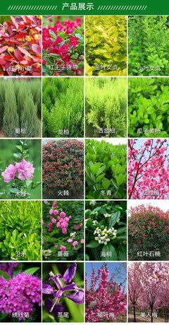 苗圃出售金丝吊蝴蝶 庭院种植观赏风景树 道路园林绿化工程苗木