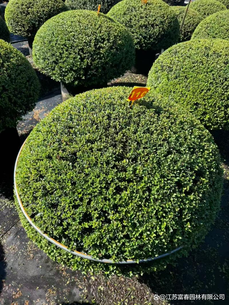 在园林绿化中,冬青先令应用场景广泛,是高端景观的常用骨架苗木
