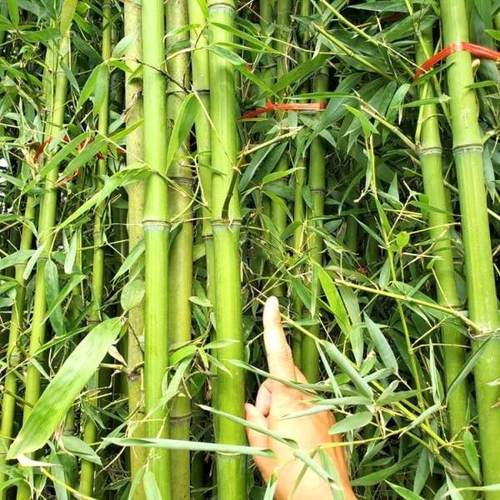 绿化工程苗木常年大量供应